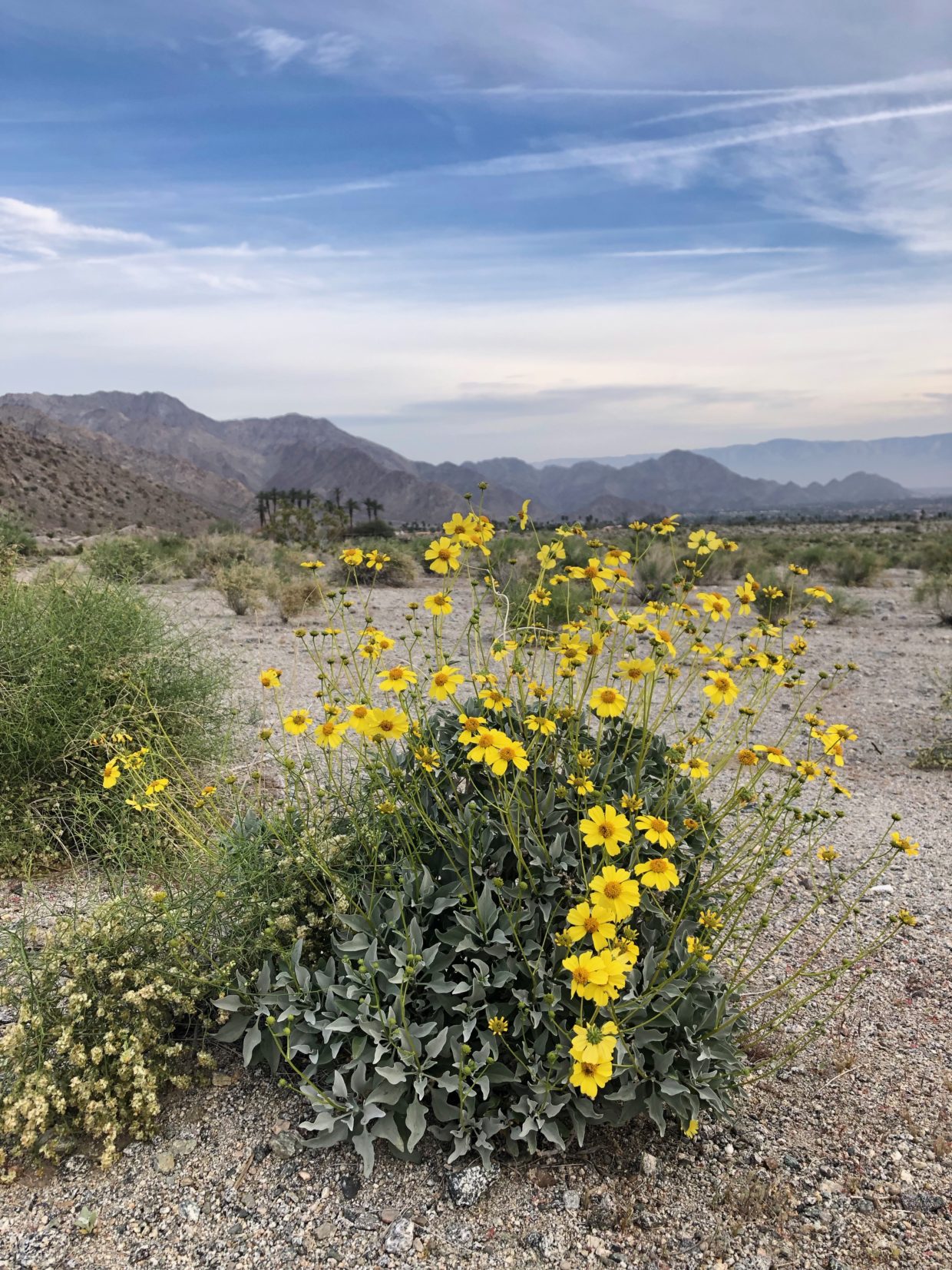 yellow flowers in the desert